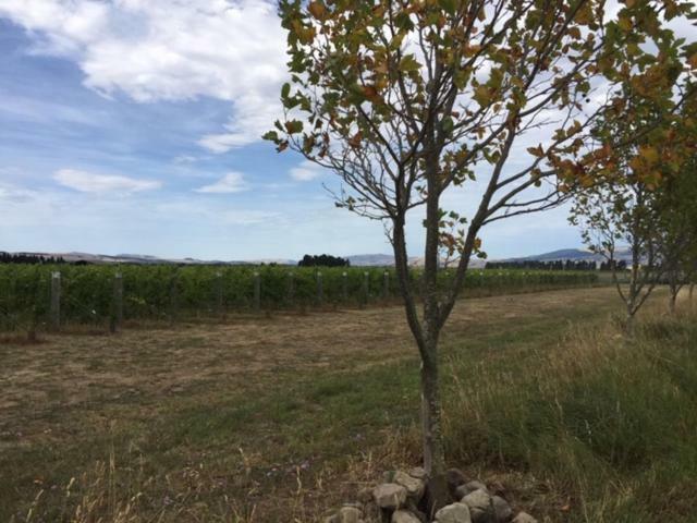 Romantic Vineyard Getaway Waipara Eksteriør billede