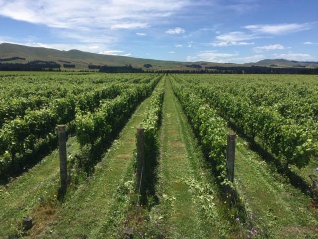 Romantic Vineyard Getaway Waipara Eksteriør billede